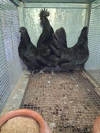 Gallo cemano