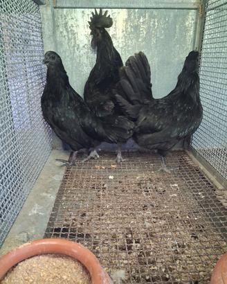 Gallo cemano