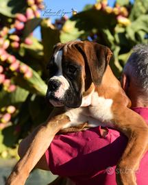 Boxer cucciolo