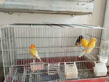 Canarini York e ciuffolotti messicani