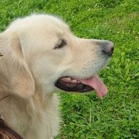 Golden Retriever disponibile per monta