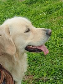 Golden Retriever disponibile per monta
