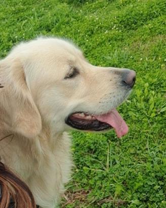 Golden Retriever disponibile per monta