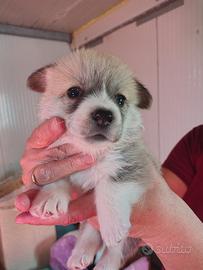 Cuccioli Welsh Corgi Pembroke