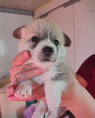 Cuccioli Welsh Corgi Pembroke