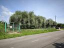 terreno-agricolo-fabrica-di-roma