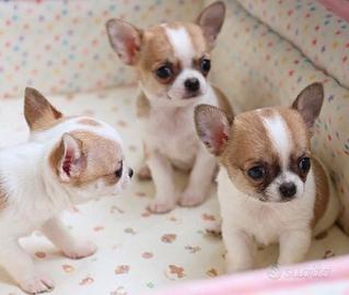 CHIHUAHUA TOY BIANCHI E ARANCIO CUCCIOLI top