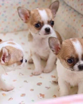 CHIHUAHUA TOY BIANCHI E ARANCIO CUCCIOLI top