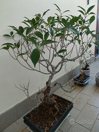 Bonsai Ficus