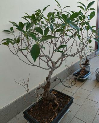 Bonsai Ficus