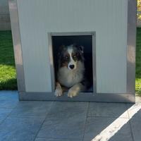 Cuccia per cani coibentata