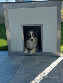 Cuccia per cani coibentata