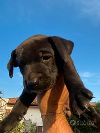 Cucciolo meticcio amstaff/pitbull