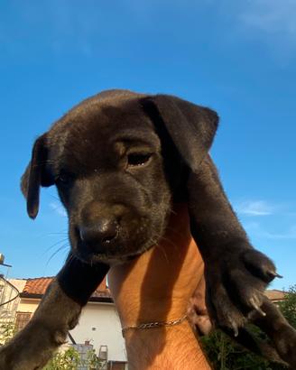 Cucciolo meticcio amstaff/pitbull