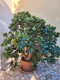 Albero di giada - crassula ovata