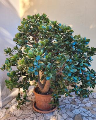 Albero di giada - crassula ovata
