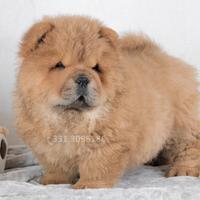 Cucciola di Chow Chow disponibile
