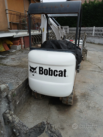 Bobcat