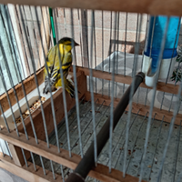 Uccello