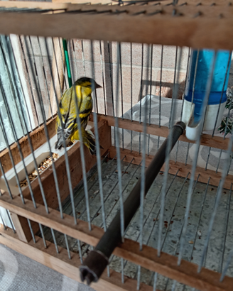 Uccello