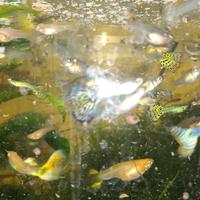 Guppy