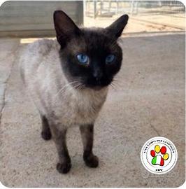 Maschio siamese 2 anni