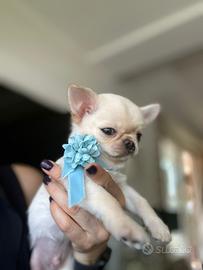 Cucciolo Chihuahua