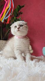 Gattina Scottish Fold shorthair Seal Lynx Point