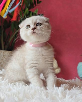 Gattina Scottish Fold shorthair Seal Lynx Point