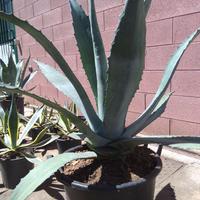 Agave americana gigante