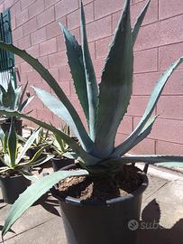 Agave americana gigante