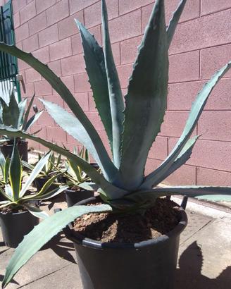 Agave americana gigante