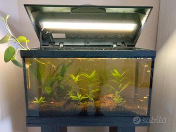Acquario Amtra 60L