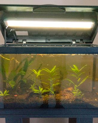 Acquario Amtra 60L