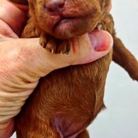 Barboncina Toy/nana red