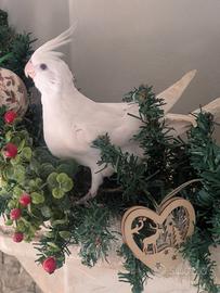 Pappagalli Calopsite allevati a Mano