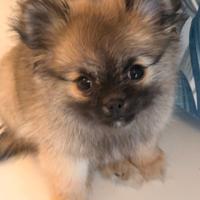 Splendida Cucciola di Volpino di Pomerania Toy