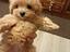 Immagine 4