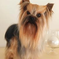 Yorkshire terrier maschietto