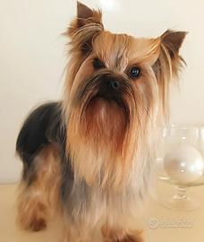 Yorkshire terrier maschietto