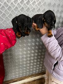 Cuccioli di Nano/Kaninchen