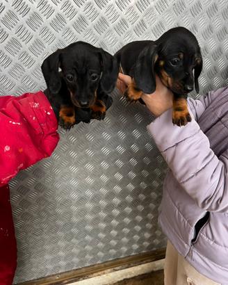 Cuccioli di Nano/Kaninchen