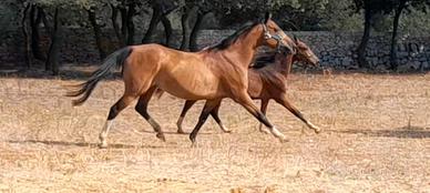 Fattrice pony con puledro