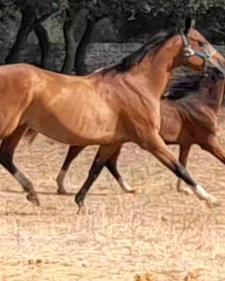 Fattrice pony con puledro