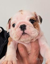 Cuccioli bulldog inglese