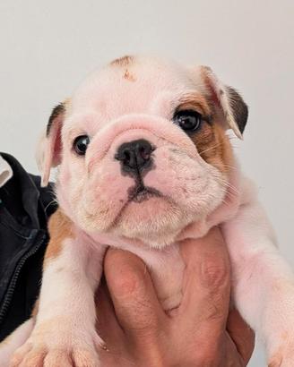 Cuccioli bulldog inglese