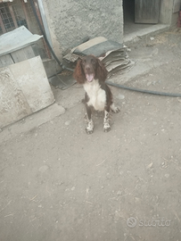 Cucciolo di Springer Spaniel disponibile