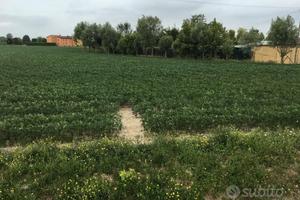 Terreno agricolo