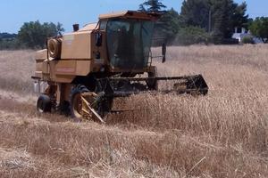 Mietitrebbia Sperry New Holland 8050