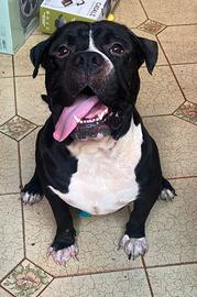 Amstaff maschio 3 anni